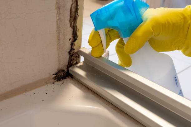 Reliable Boone, NC Mold Removal Solutions