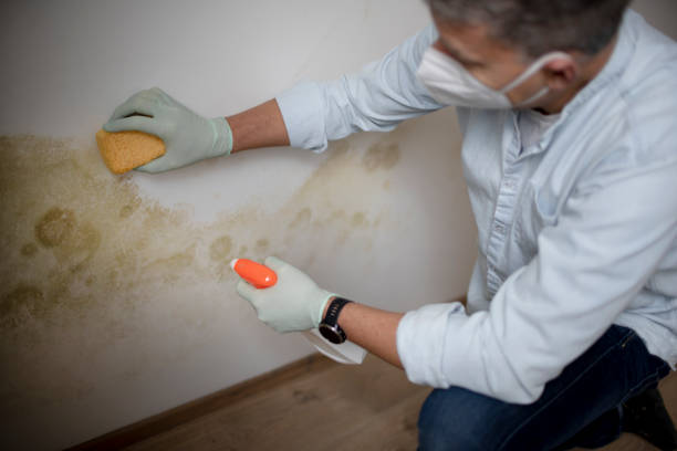 Best Toxic Mold Removal  in Boone, NC