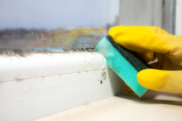 Best Mold Removal Process  in Boone, NC