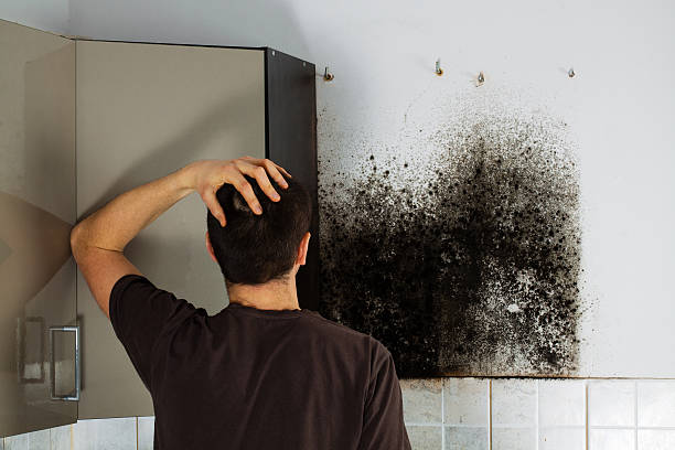 Home Mold Removal in Boone, NC
