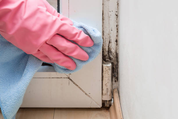 Best Mold Damage Repair  in Boone, NC
