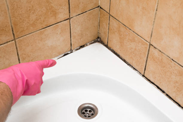 Best Mold Testing  in Boone, NC