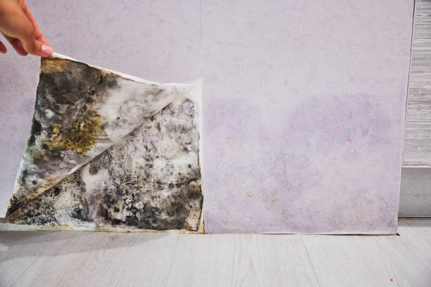 Best Fast Mold Removal  in Boone, NC